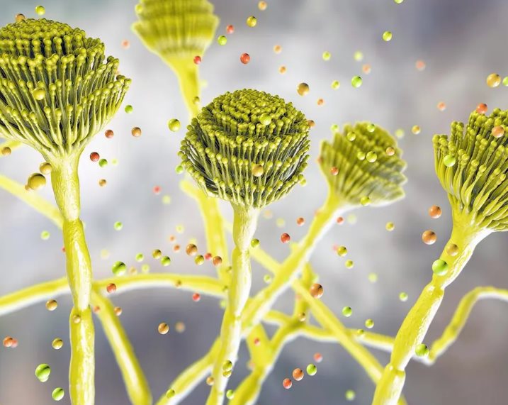Aspergillus fungus amongus
