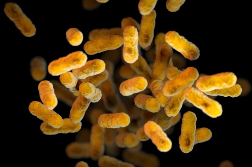 Bordetella pertussis bacteria