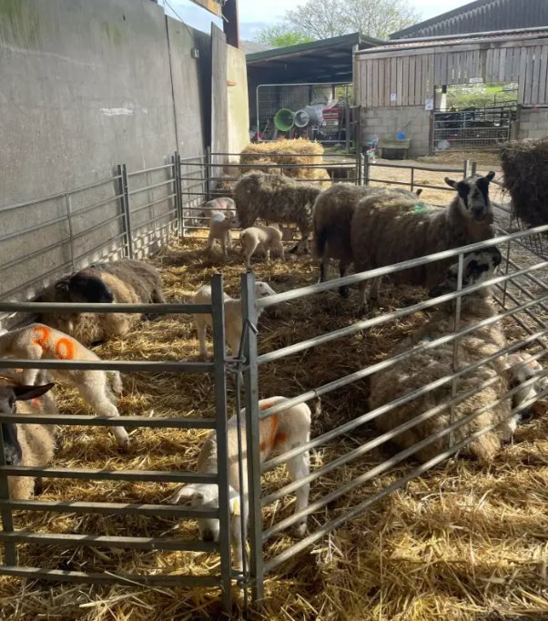Cryptosporidium Petting Zoo
