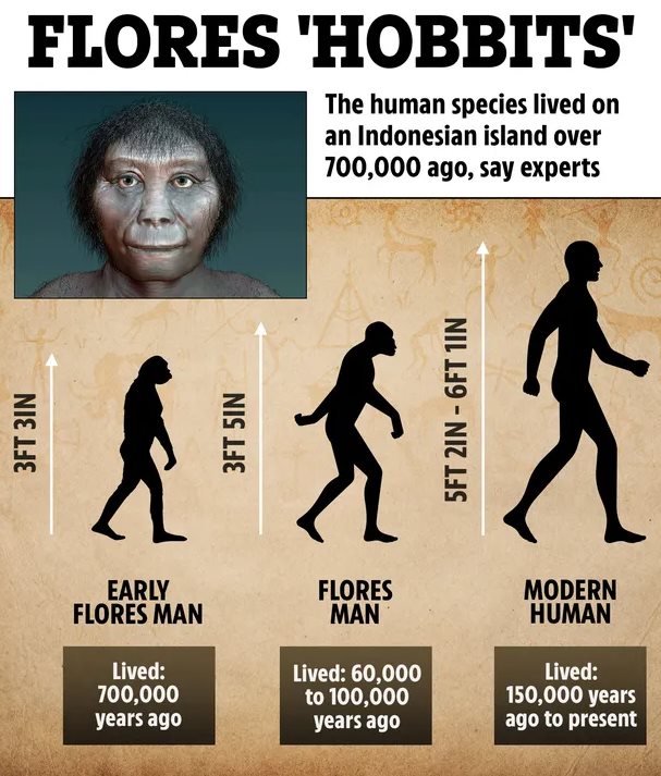 Homo floresiensis