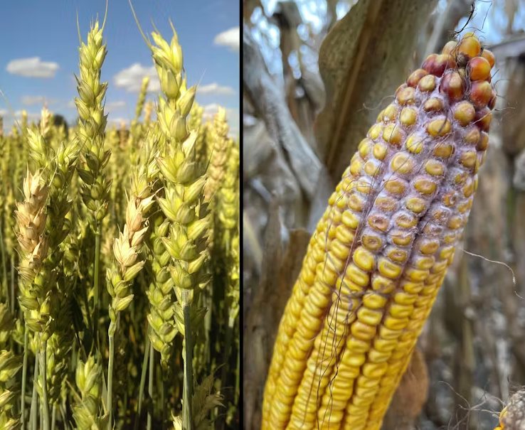 Fusarium graminearum