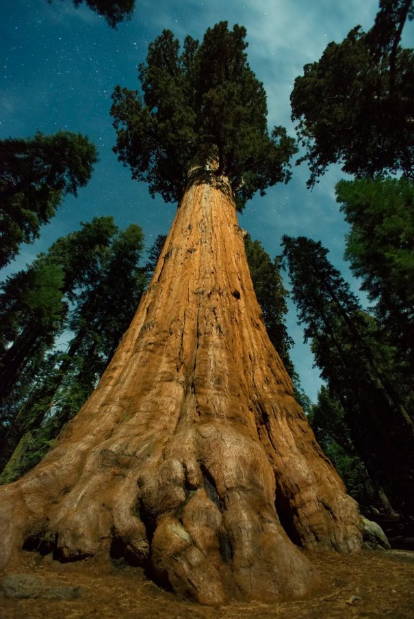 General Sherman Tree