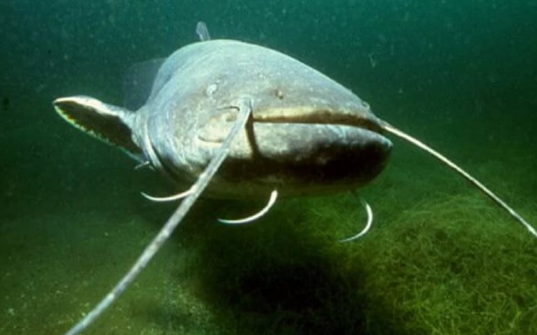 Lake Brombach Catfish