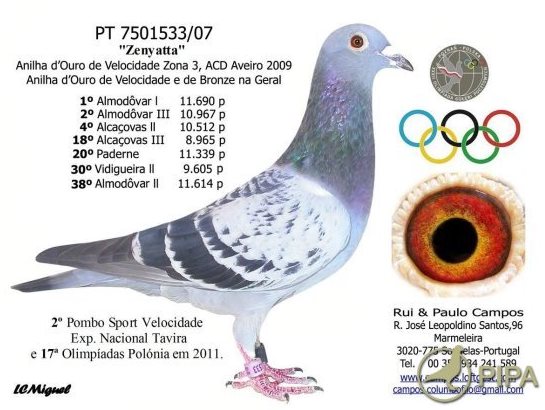 Portuguese Pigeon Racing