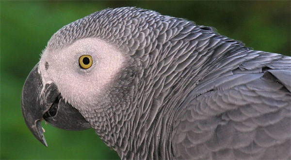 africangrey