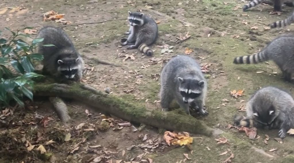 Raccoons yo