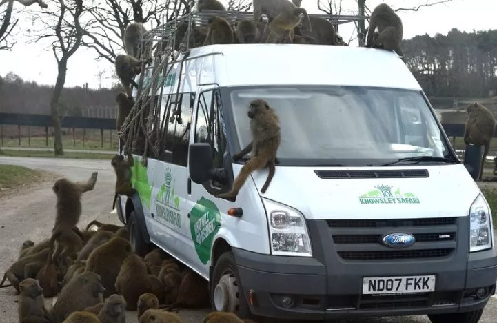 monkey future stealing vans