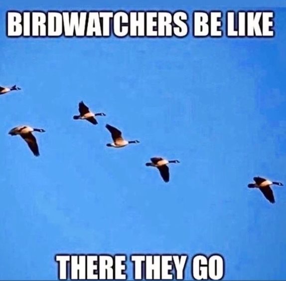 Birdwatchers be like