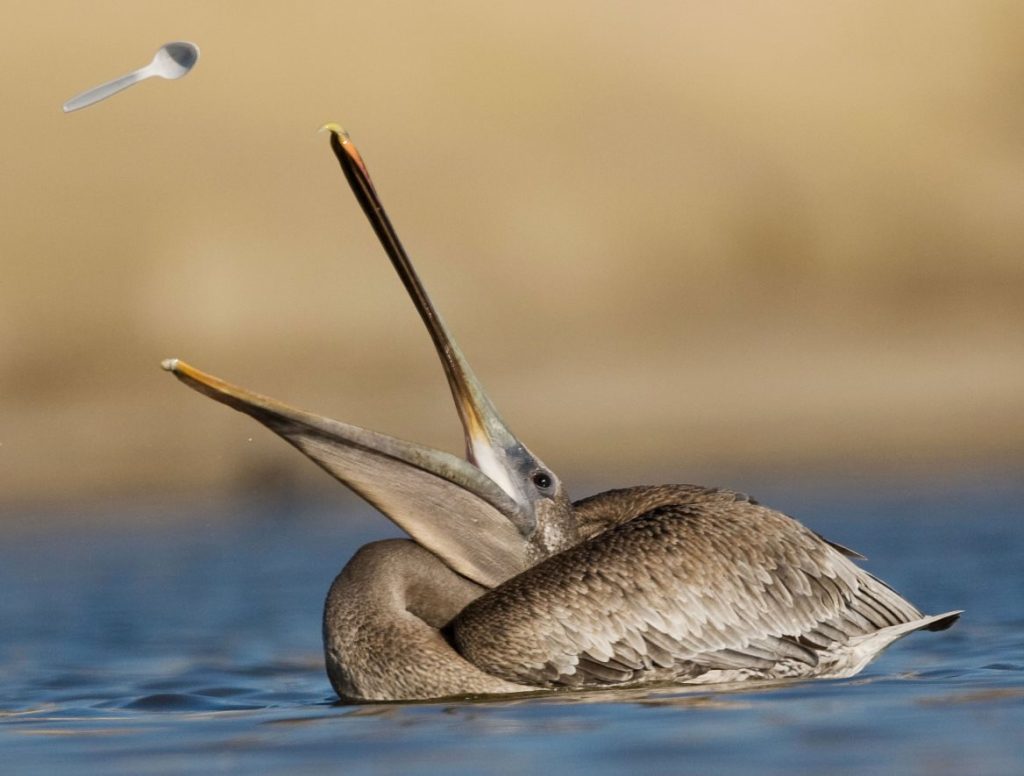 pelican eats spoon