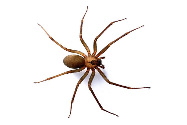 brownrecluse