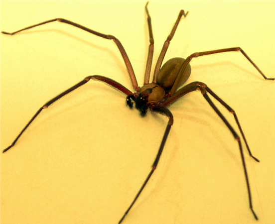 brownrecluse