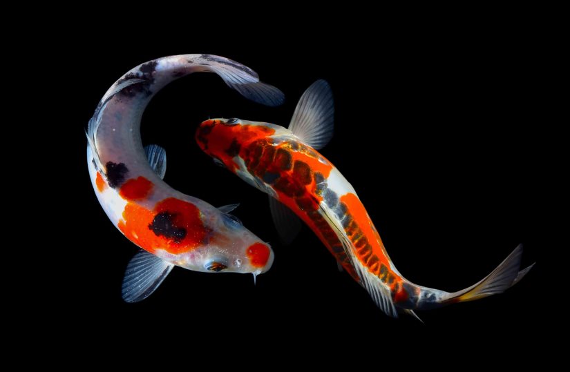 Nishikigoi Carp