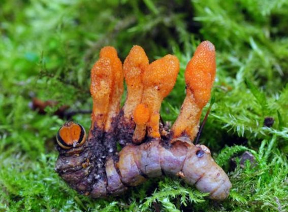 Cordyceps militaris