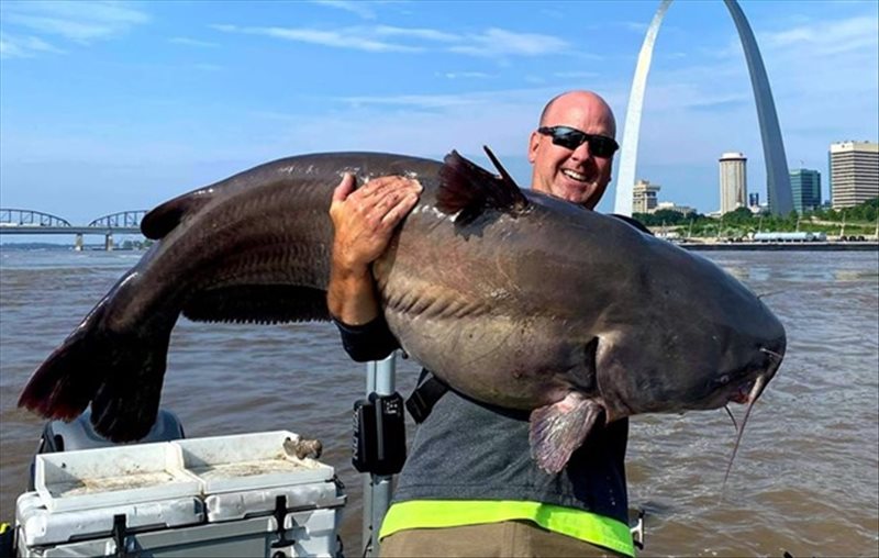 Giant Catfish