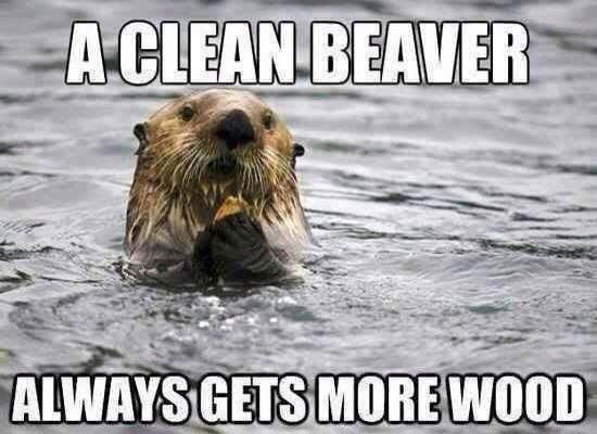 cleanbeaver