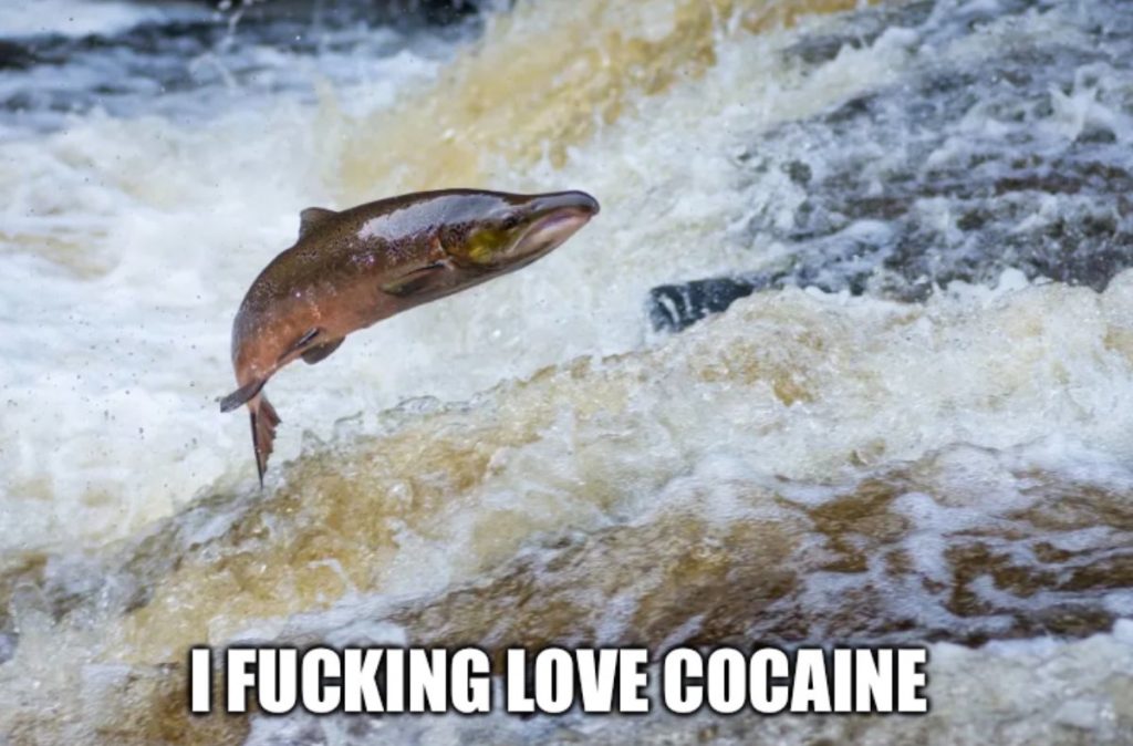 Cocaine Fish