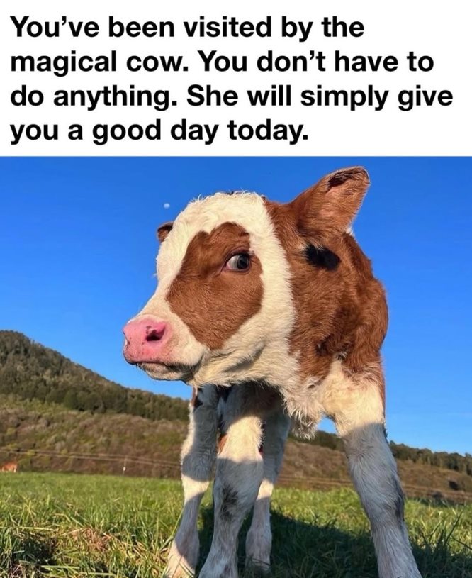 Cow Meme