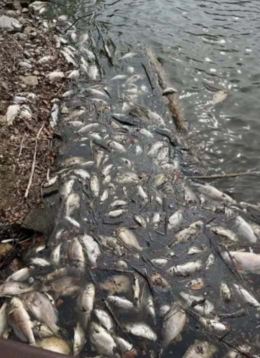 dead Michigan fish