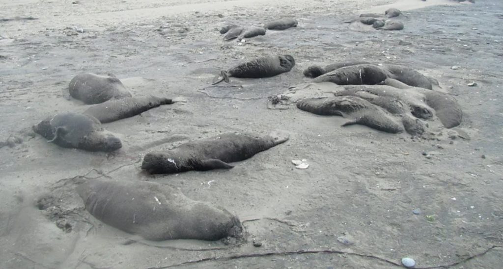 Dead Seals