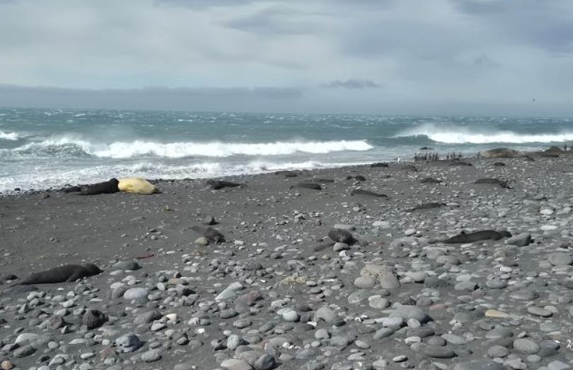 Dead Seal Island