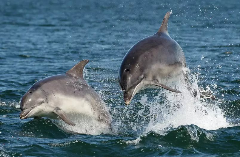 Dolphins on fentanyl