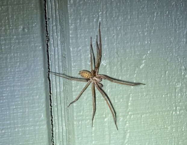 El Pedro the Spider