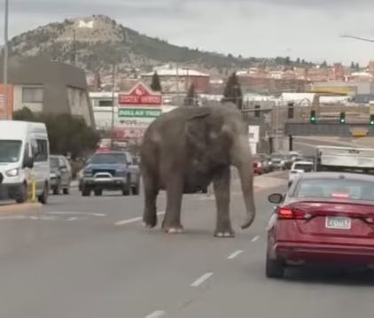 Butte Montana Elephant escape