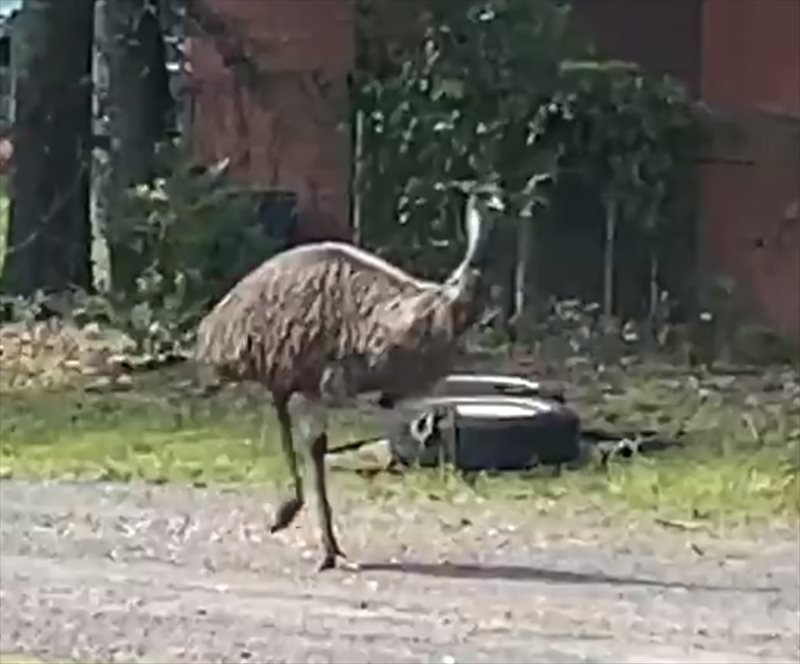 Emu