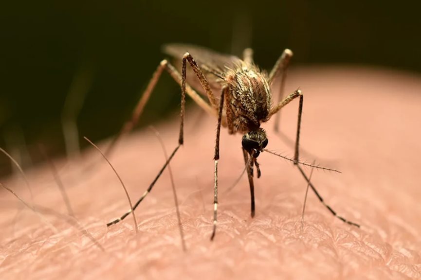 Mosquito Bite