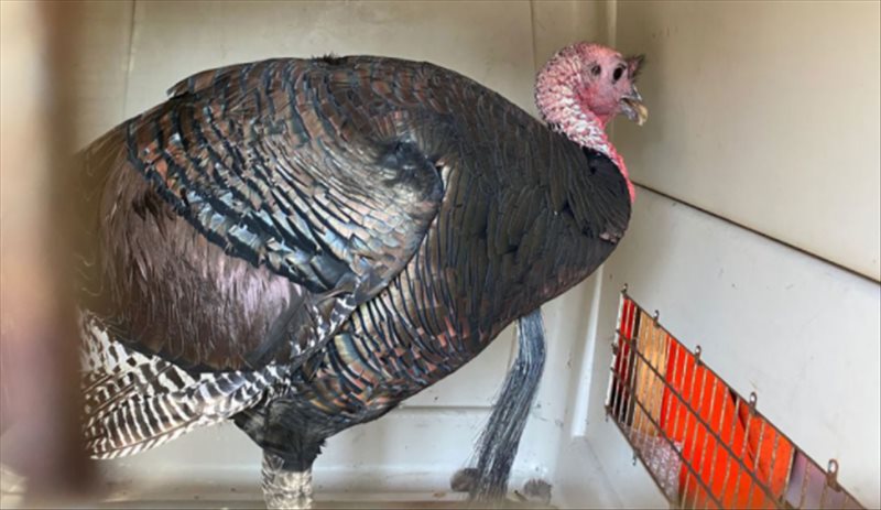 Gerald Turkey