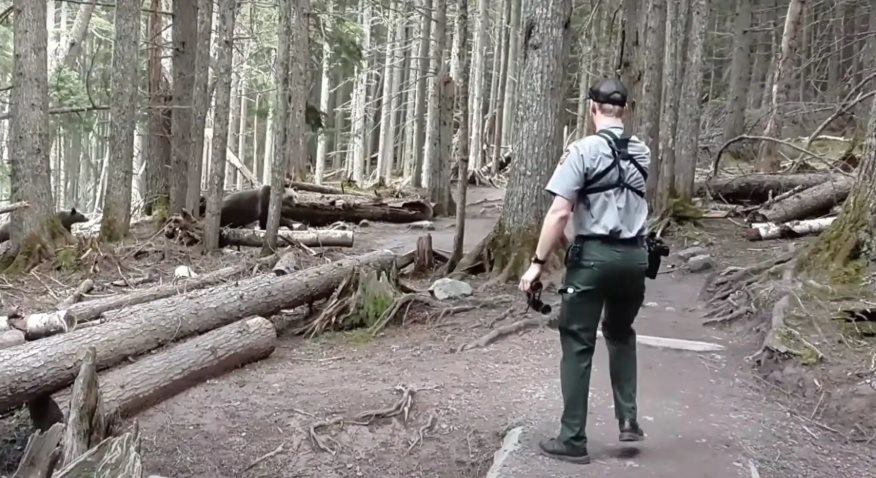 bear at avalanche lake trail