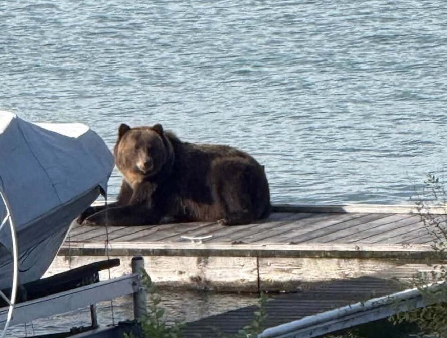 Grizzly Bears Polson