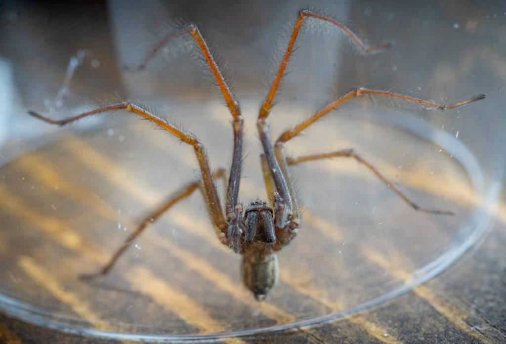 Spider