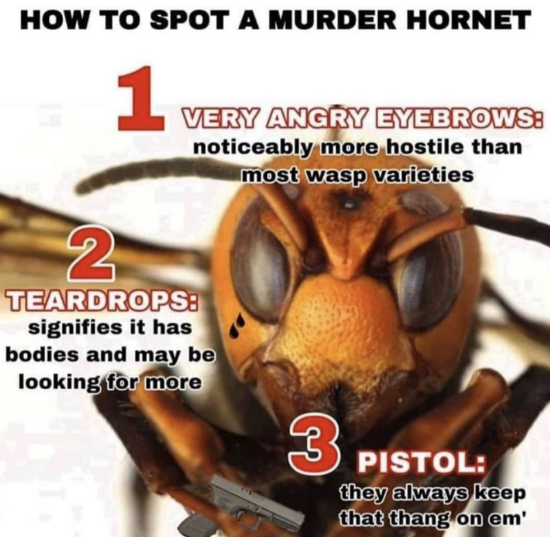 murder hornets