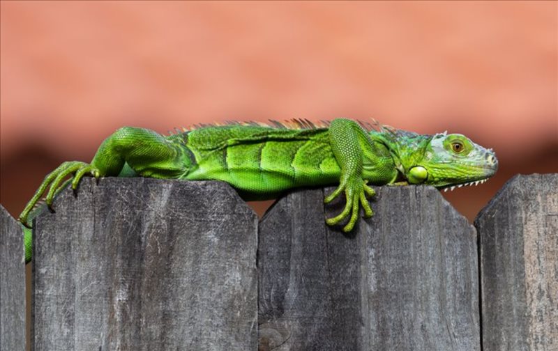 iguana