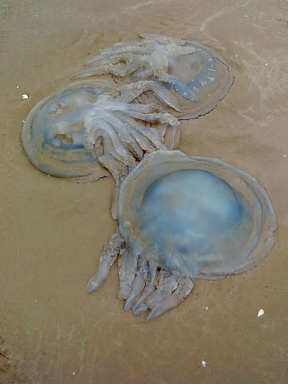 jellyfish