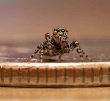 jumping spider homie