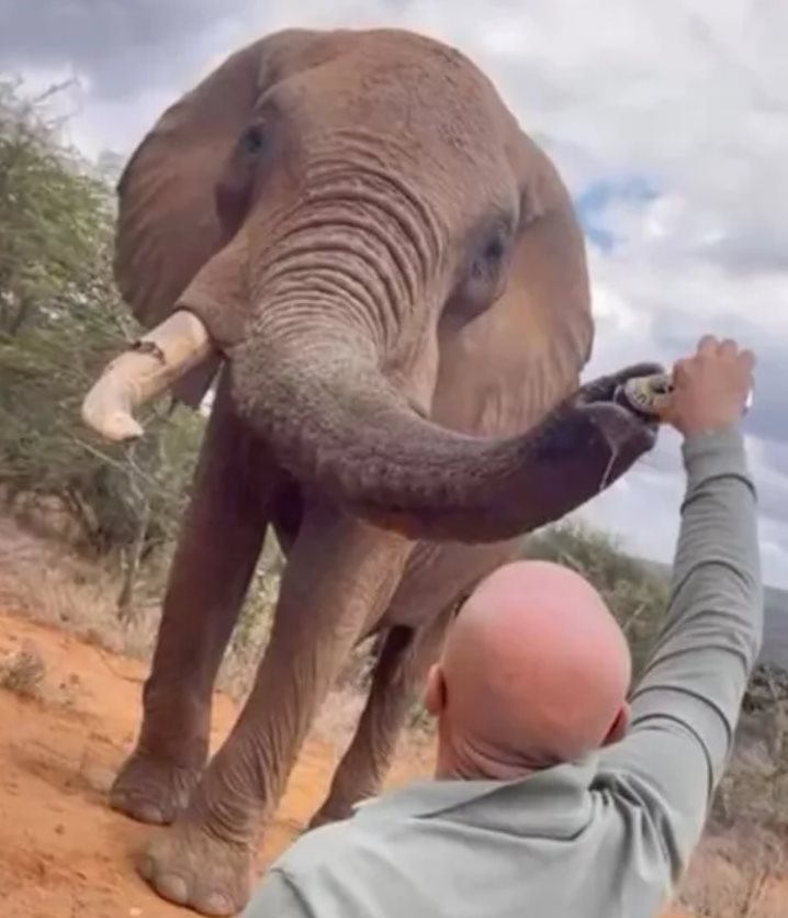 drinking with elephants