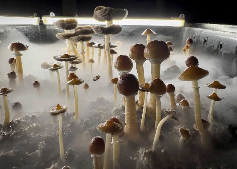 Magic Mushrooms in Oregon