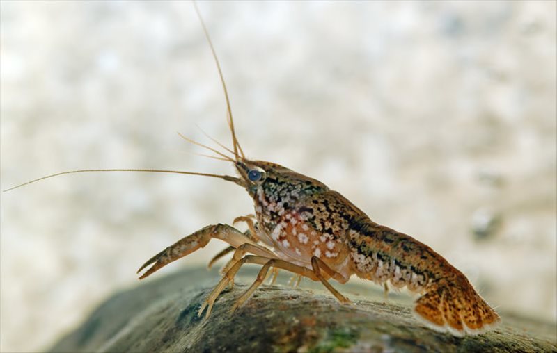 Marbled Crayfish