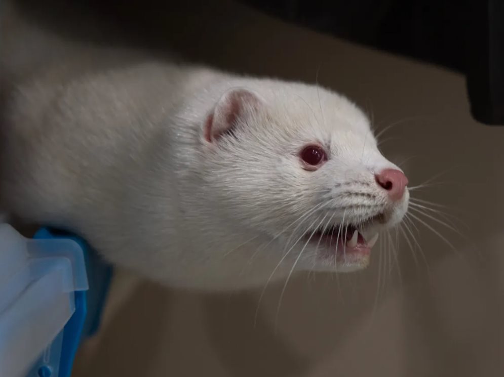 Utah Mink Farm Outbreak