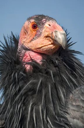 the noble condor