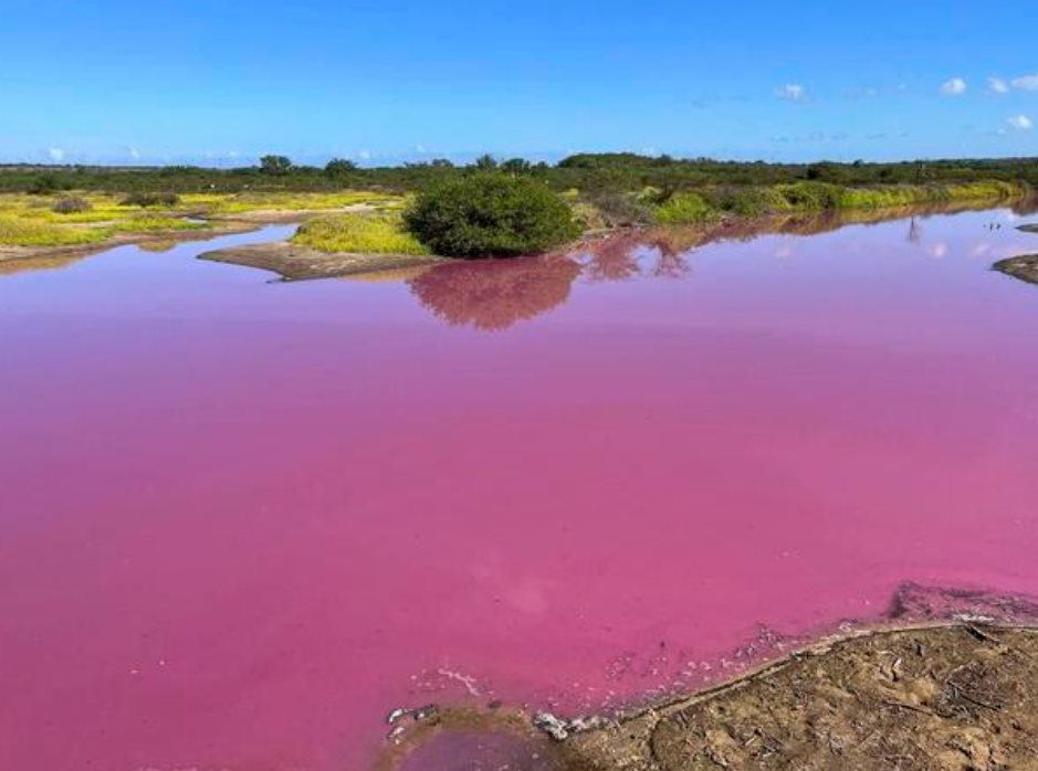 Pink Pond