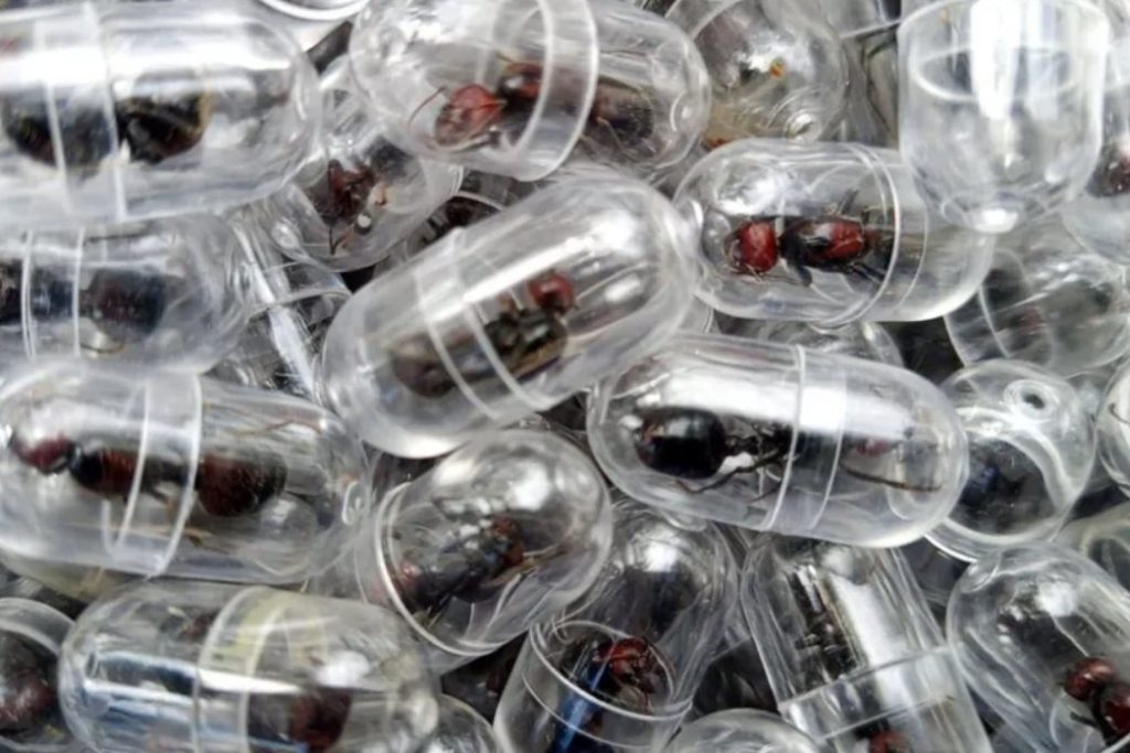 Queen Ants Smuggling Plums