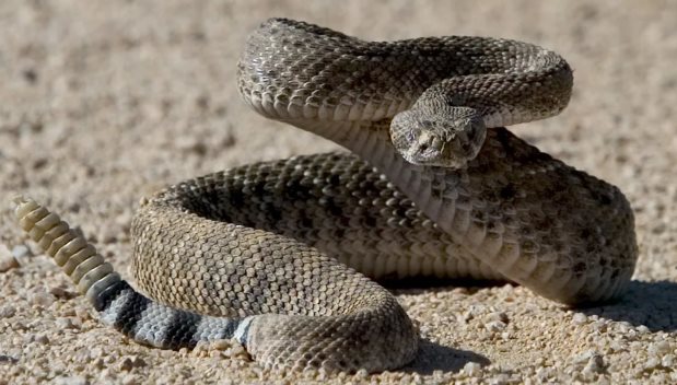 Snake