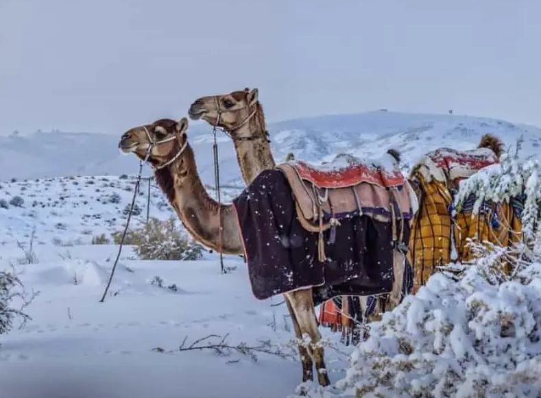 Saudi Arabian Snow