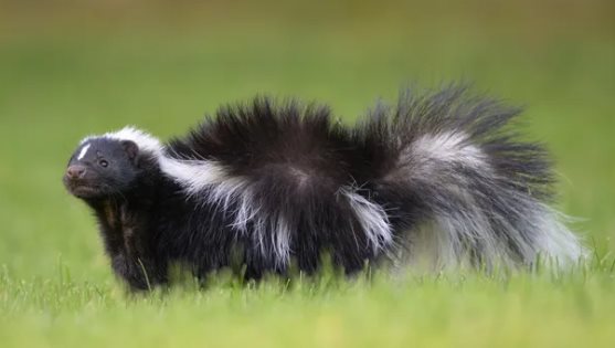 Skunk rabies transplant