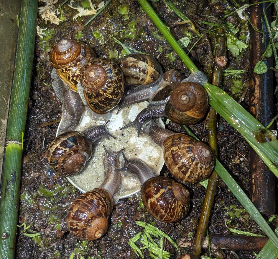 snail farm feeding time