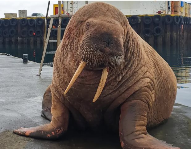 Thor the masturbating walrus