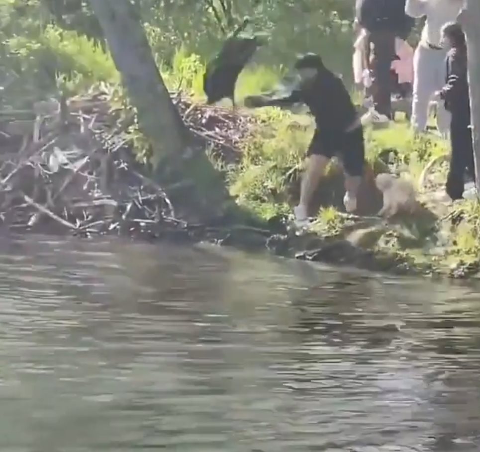 Beaver Toss